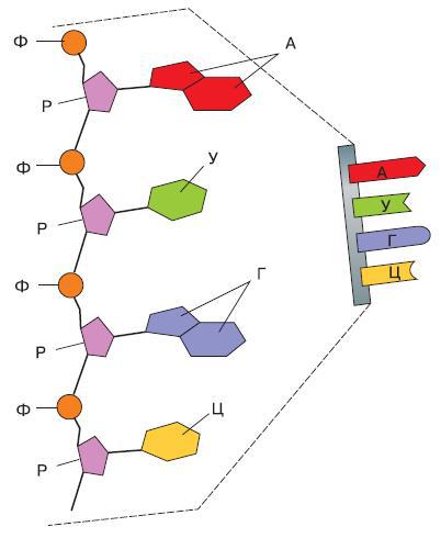 Естествознание. Базовый уровень. 10 класс - i_175.jpg