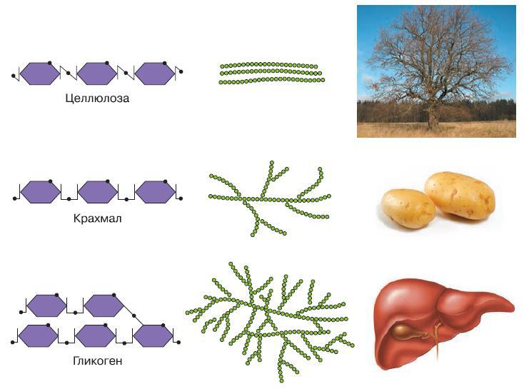 Естествознание. Базовый уровень. 10 класс - i_178.jpg