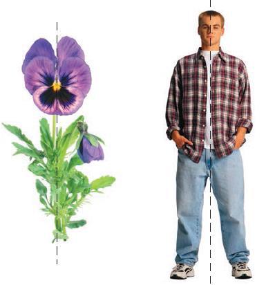 Естествознание. Базовый уровень. 10 класс - i_220.jpg