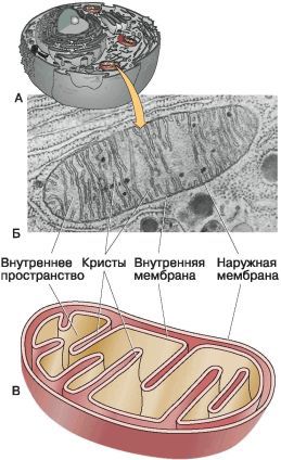 Биология. Общая биология. Базовый уровень. 10 класс - i_038.jpg