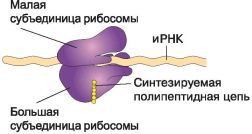Биология. Общая биология. Базовый уровень. 10 класс - i_039.jpg