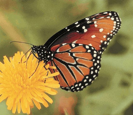 Биология. Общая биология. Базовый уровень. 10 класс - i_058.jpg