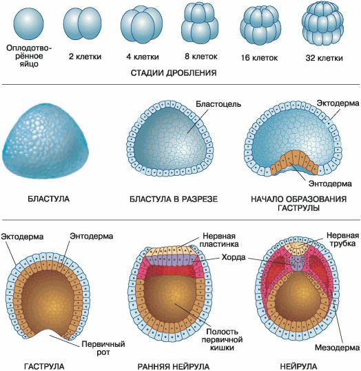 Биология. Общая биология. Базовый уровень. 10 класс - i_079.jpg
