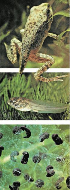 Биология. Общая биология. Базовый уровень. 10 класс - i_080.jpg