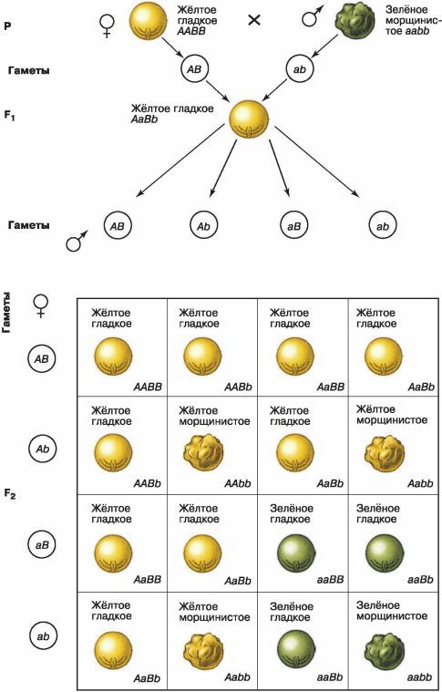 Биология. Общая биология. Базовый уровень. 10 класс - i_091.jpg