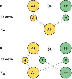 Биология. Общая биология. Базовый уровень. 10 класс - i_092.jpg