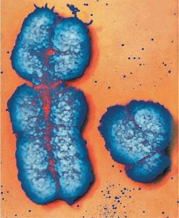 Биология. Общая биология. Базовый уровень. 10 класс - i_106.jpg