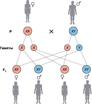 Биология. Общая биология. Базовый уровень. 10 класс - i_107.jpg