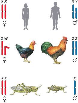 Биология. Общая биология. Базовый уровень. 10 класс - i_108.jpg