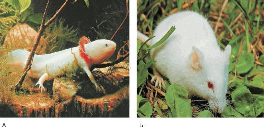 Биология. Общая биология. Базовый уровень. 10 класс - i_114.jpg