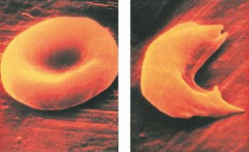 Биология. Общая биология. Базовый уровень. 10 класс - i_115.jpg