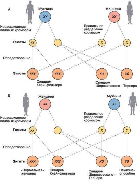 Биология. Общая биология. Базовый уровень. 10 класс - i_116.jpg