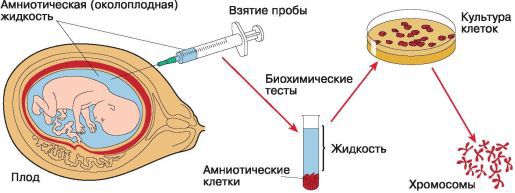 Биология. Общая биология. Базовый уровень. 10 класс - i_117.jpg