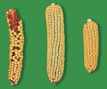 Биология. Общая биология. Базовый уровень. 10 класс - i_124.jpg