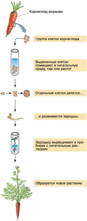 Биология. Общая биология. Базовый уровень. 10 класс - i_128.jpg