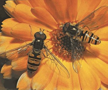 Биология. Общая биология. Базовый уровень. 11 класс - i_029.jpg