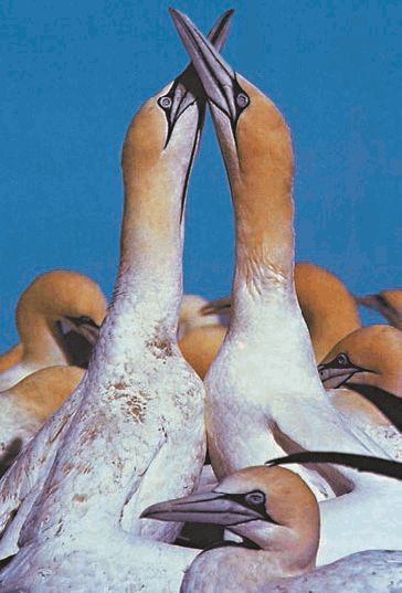 Биология. Общая биология. Базовый уровень. 11 класс - i_032.jpg