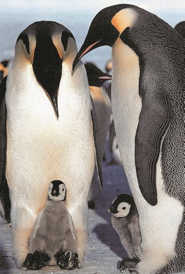 Биология. Общая биология. Базовый уровень. 11 класс - i_033.jpg