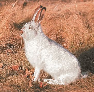 Биология. Общая биология. Базовый уровень. 11 класс - i_034.jpg