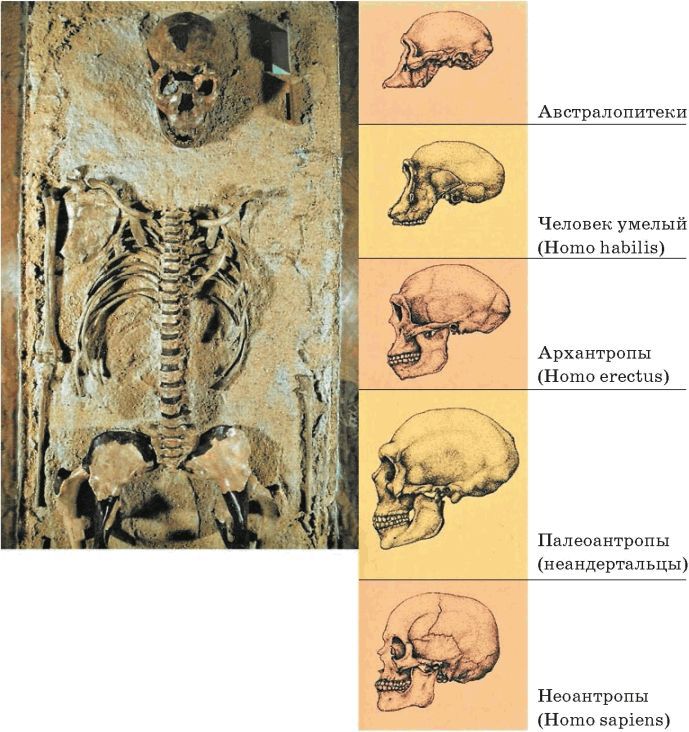 Биология. Общая биология. Базовый уровень. 11 класс - i_064.jpg