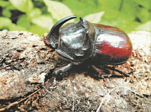 Биология. Общая биология. Базовый уровень. 11 класс - i_066.jpg