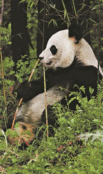 Биология. Общая биология. Базовый уровень. 11 класс - i_092.jpg