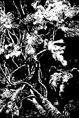 Злой дух Ямбуя - pic_31.png