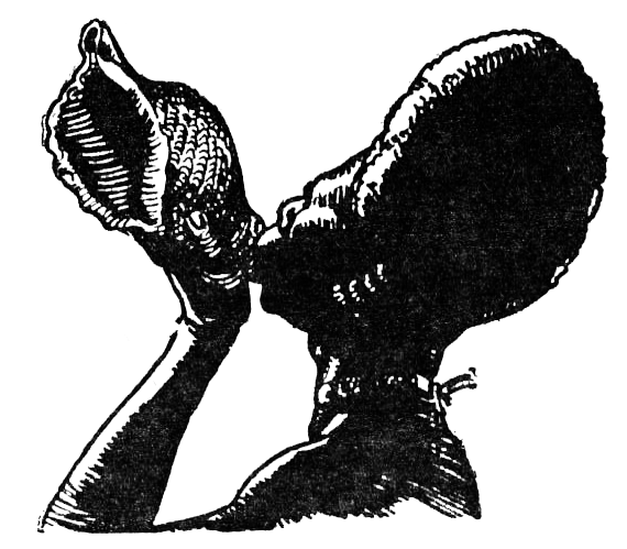 Охота за головами на Соломоновых островах - i_038.png