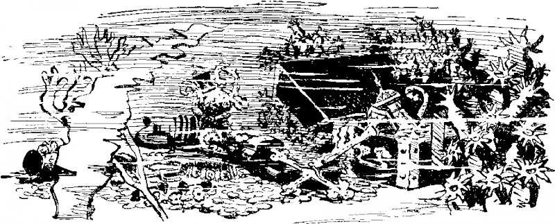 Остров сокровищ - _3.png