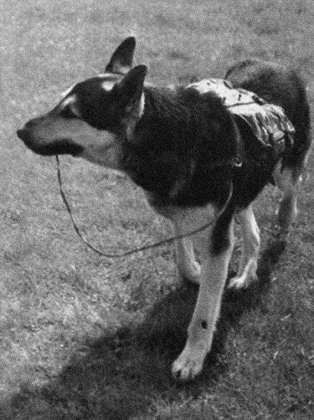 Солдат по кличке Рекс - i_003.jpg