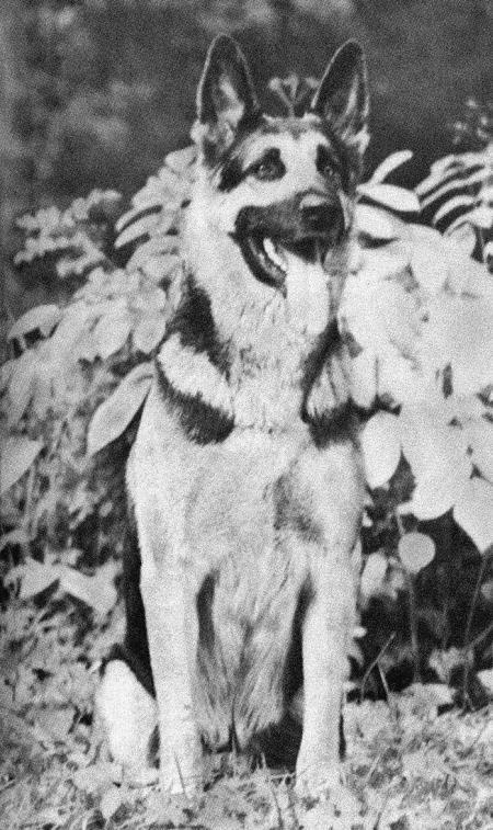 Солдат по кличке Рекс - i_014.jpg