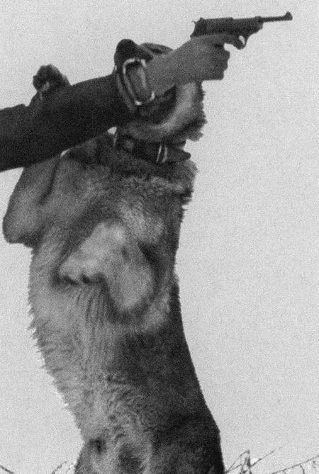 Солдат по кличке Рекс - i_018.jpg