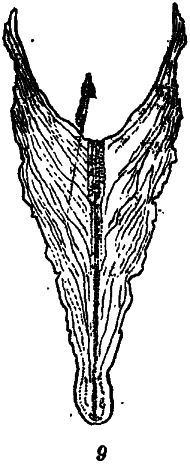 Что произошло 600 миллионов лет назад - i_009.png