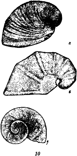 Что произошло 600 миллионов лет назад - i_010.png