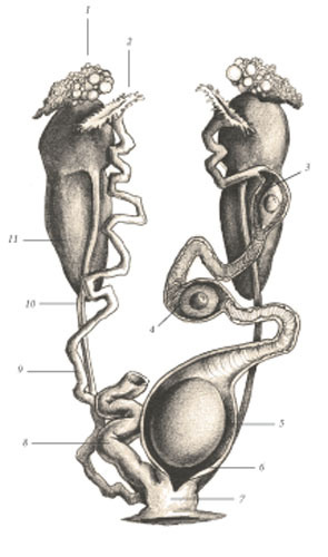 Химера - i_119.jpg