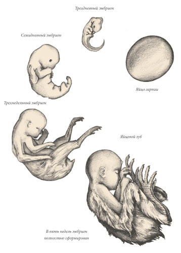 Химера - i_120.jpg