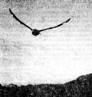 Полное собрание сочинений. Том 15. Чудеса лунной ночи - _36.jpg