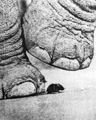 Полное собрание сочинений. Том 15. Чудеса лунной ночи - _37.jpg_0