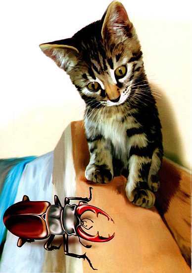 Жуки и другие удивительные насекомые - i_001.jpg