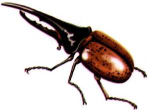 Жуки и другие удивительные насекомые - i_002.png