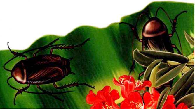 Жуки и другие удивительные насекомые - i_005.jpg