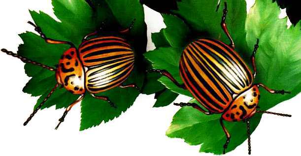 Жуки и другие удивительные насекомые - i_023.jpg