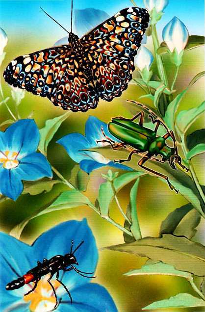 Жуки и другие удивительные насекомые - i_029.jpg