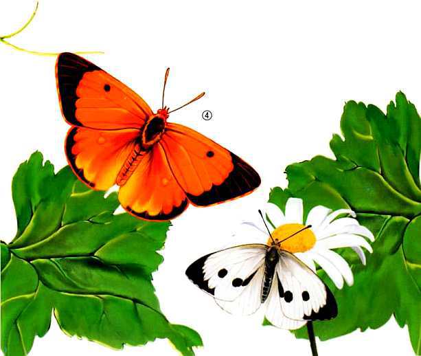 Жуки и другие удивительные насекомые - i_035.jpg