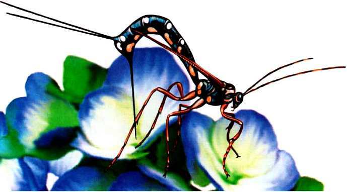 Жуки и другие удивительные насекомые - i_041.jpg