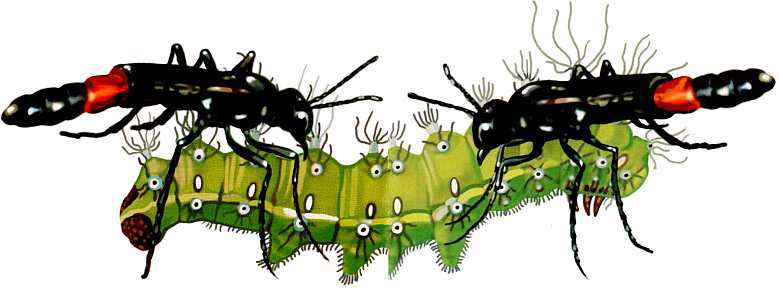 Жуки и другие удивительные насекомые - i_053.jpg