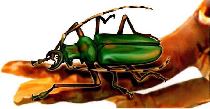 Жуки и другие удивительные насекомые - i_054.jpg