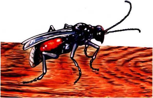 Жуки и другие удивительные насекомые - i_055.jpg