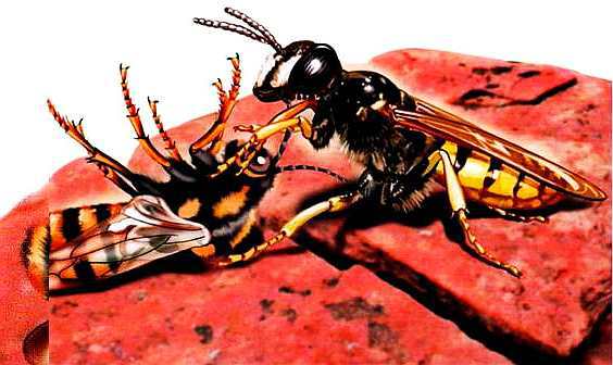 Жуки и другие удивительные насекомые - i_056.jpg