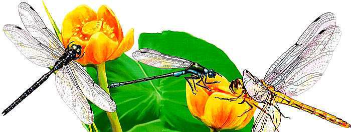 Жуки и другие удивительные насекомые - i_058.jpg